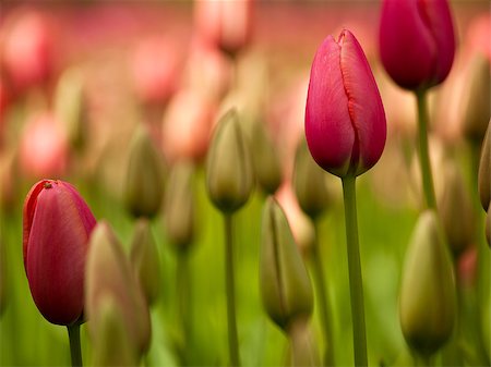 simsearch:400-06790189,k - Picture of beautiful tulips on shallow deep of field Stock Photo - Budget Royalty-Free & Subscription, Code: 400-07302554