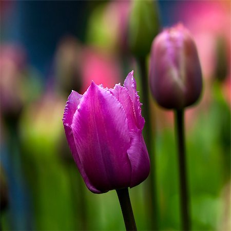 simsearch:400-05891971,k - Picture of beautiful tulips on shallow deep of field Stock Photo - Budget Royalty-Free & Subscription, Code: 400-07302558
