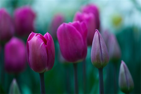simsearch:400-05891971,k - Picture of beautiful tulips on shallow deep of field Stock Photo - Budget Royalty-Free & Subscription, Code: 400-07302560