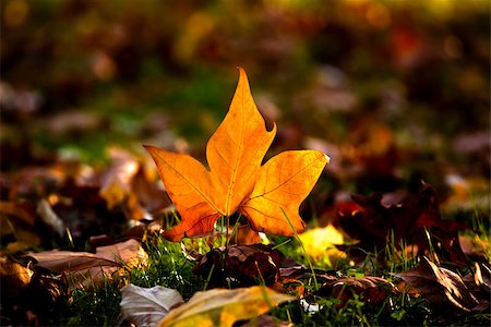 simsearch:400-07289954,k - Autumn leaf Foto de stock - Royalty-Free Super Valor e Assinatura, Número: 400-07302604