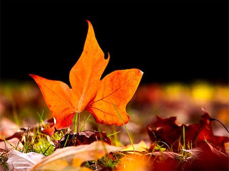 simsearch:400-07289954,k - Autumn leaf Foto de stock - Royalty-Free Super Valor e Assinatura, Número: 400-07302605