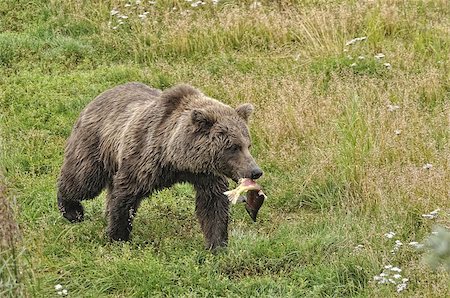 Alaska, Katmai national park Stock Photo - Budget Royalty-Free & Subscription, Code: 400-07302624