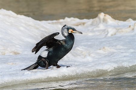 simsearch:400-06478318,k - cormorant (phalacrocorax carbo) in winter. Location: Danube Delta, Romania Stock Photo - Budget Royalty-Free & Subscription, Code: 400-07302633