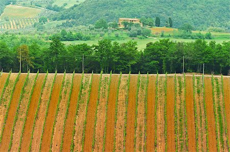 Hill of Tuscany with Vineyard in the Chianti Region Stock Photo - Budget Royalty-Free & Subscription, Code: 400-07302687