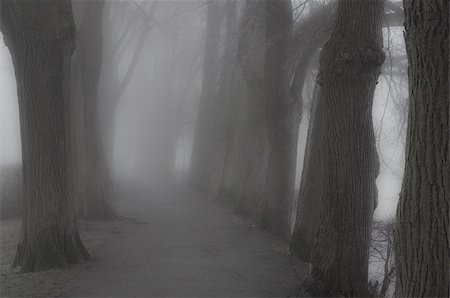 darkness evil - Path in Hazy Autumn Forest Stock Photo - Budget Royalty-Free & Subscription, Code: 400-07302709