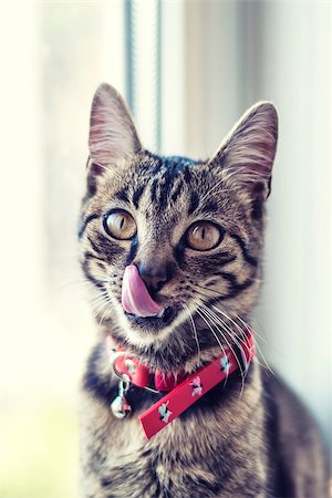 cute cat with tongue hanging out Stock Photo - Budget Royalty-Free & Subscription, Code: 400-07302701