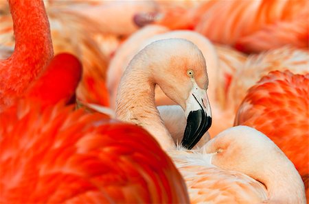 simsearch:400-05232970,k - A shot of the head of a flamingo. Photographie de stock - Aubaine LD & Abonnement, Code: 400-07302789