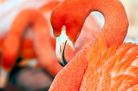 simsearch:400-05232970,k - A closeup of the head of a flamingo. Photographie de stock - Aubaine LD & Abonnement, Code: 400-07302790