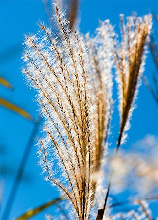 simsearch:400-05359143,k - flowering reeds closeup Photographie de stock - Aubaine LD & Abonnement, Code: 400-07302851