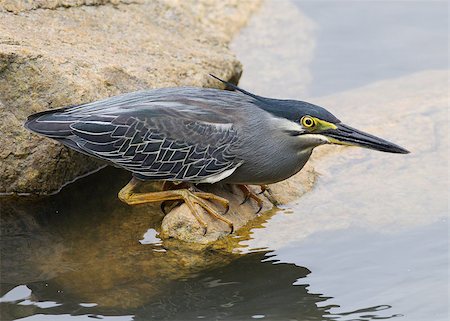 striated heron - This photo was taken in MACAU ( South China sea) Foto de stock - Super Valor sin royalties y Suscripción, Código: 400-07302896