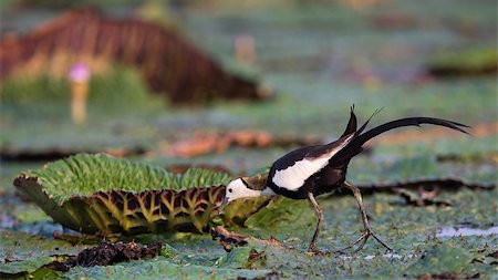 fasan - This photo was taken in CHINA,  SHIUHING province Stockbilder - Microstock & Abonnement, Bildnummer: 400-07302996