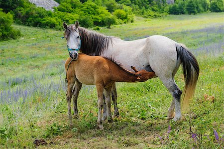 simsearch:400-08372603,k - Mother Horse gives breastfeeding to his young foal Stock Photo - Budget Royalty-Free & Subscription, Code: 400-07303042
