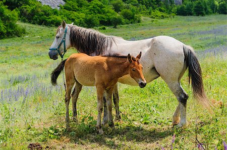 simsearch:400-08372603,k - Mother Horse gives breastfeeding to his young foal Stock Photo - Budget Royalty-Free & Subscription, Code: 400-07303043