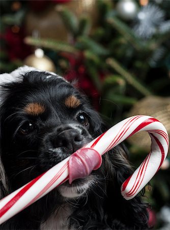 dog with christmas lights - a cute Cocker Spaniel in front of a christmas tree with a santa hat Stock Photo - Budget Royalty-Free & Subscription, Code: 400-07303086