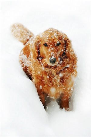 simsearch:400-05315872,k - cute orange golden retriever dog with snowflakes at snow Stockbilder - Microstock & Abonnement, Bildnummer: 400-07303091