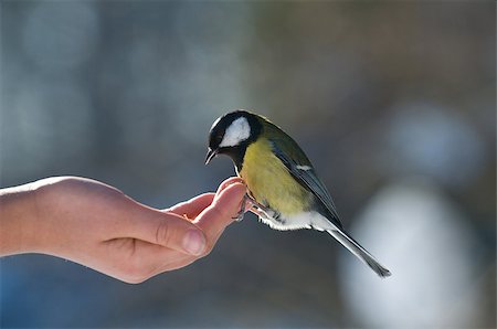 The tit sits on one's hand. People feed the bird. Fotografie stock - Microstock e Abbonamento, Codice: 400-07303158