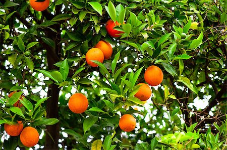 simsearch:400-07513164,k - Orange tree with ripe oranges and green in the garden Stock Photo - Budget Royalty-Free & Subscription, Code: 400-07303276