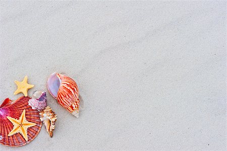 simsearch:400-07553606,k - Starfishes and seashells on sand with copy space Stock Photo - Budget Royalty-Free & Subscription, Code: 400-07303326