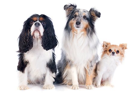 simsearch:400-08262442,k - portrait of a purebred shetland dog, chihuahua and cavalier king charles in front of white background Photographie de stock - Aubaine LD & Abonnement, Code: 400-07303399