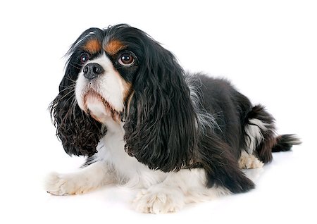 simsearch:400-06874938,k - young cavalier king charles in front of white background Stock Photo - Budget Royalty-Free & Subscription, Code: 400-07303404
