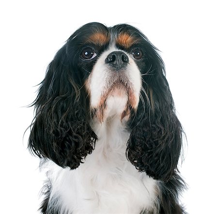 simsearch:400-06067706,k - young cavalier king charles in front of white background Foto de stock - Super Valor sin royalties y Suscripción, Código: 400-07303401