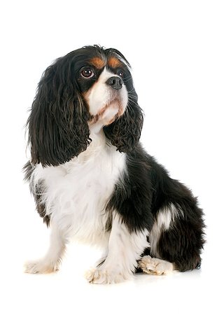 simsearch:400-06874938,k - young cavalier king charles in front of white background Stock Photo - Budget Royalty-Free & Subscription, Code: 400-07303402