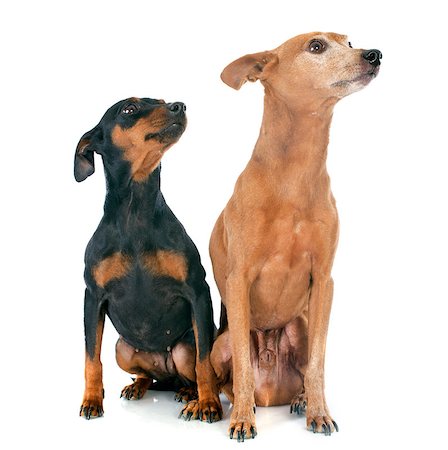 simsearch:400-08013862,k - purebred miniature pinschers in front of white background Foto de stock - Super Valor sin royalties y Suscripción, Código: 400-07303439