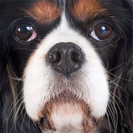 simsearch:400-06067706,k - young cavalier king charles in front of white background Foto de stock - Super Valor sin royalties y Suscripción, Código: 400-07303431