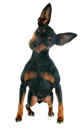 simsearch:400-08098706,k - purebred miniature pinscher in front of white background Stock Photo - Budget Royalty-Free & Subscription, Code: 400-07303432