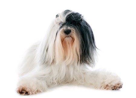 simsearch:400-07123630,k - tibetan terrier in front of white background Stockbilder - Microstock & Abonnement, Bildnummer: 400-07303516