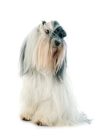 simsearch:400-07303521,k - tibetan terrier in front of white background Foto de stock - Super Valor sin royalties y Suscripción, Código: 400-07303517