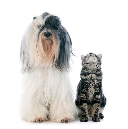 simsearch:400-08258693,k - tibetan terrier and kitten in front of white background Stock Photo - Budget Royalty-Free & Subscription, Code: 400-07303520