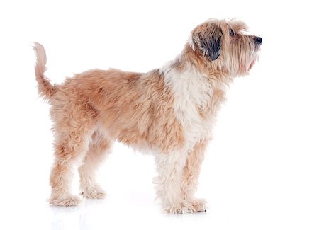 simsearch:400-07303521,k - tibetan terrier in front of white background Foto de stock - Super Valor sin royalties y Suscripción, Código: 400-07303533