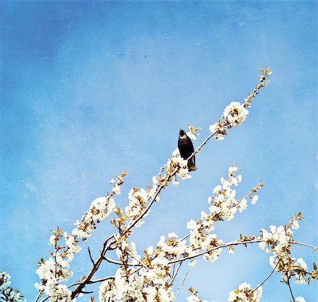 simsearch:400-05923102,k - textured old paper background with small bird on a dry brach Stockbilder - Microstock & Abonnement, Bildnummer: 400-07303554