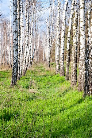 birch forest in the spring Stock Photo - Budget Royalty-Free & Subscription, Code: 400-07303551