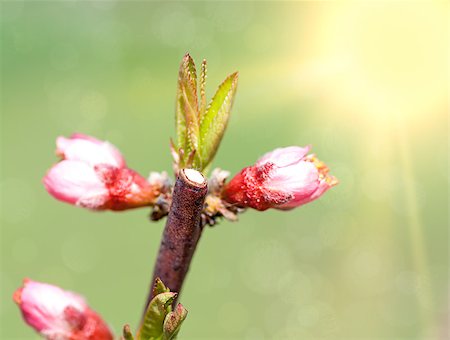 simsearch:400-05335065,k - Spring blossom: branch of a blossoming apple tree on garden background Foto de stock - Super Valor sin royalties y Suscripción, Código: 400-07303552