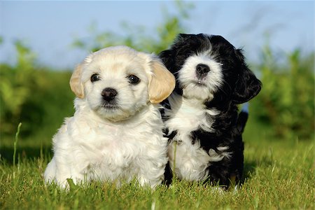 A black and a white puppy is posing in the sun Stockbilder - Microstock & Abonnement, Bildnummer: 400-07303857
