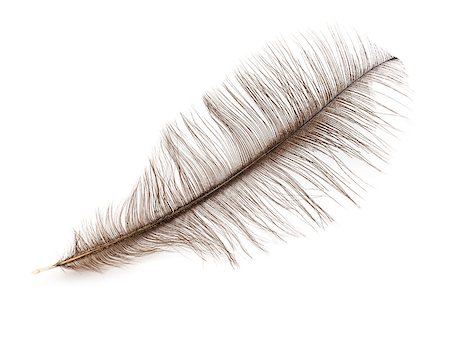 simsearch:400-07510430,k - Gray ostrich feather isolated on white background Photographie de stock - Aubaine LD & Abonnement, Code: 400-07303862