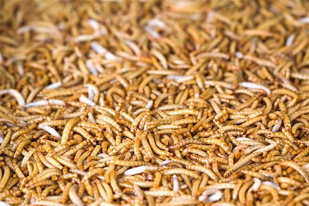 simsearch:400-04989239,k - Meal worms is the common name for the larvae of the beetle Tenebrio molitor. Fotografie stock - Microstock e Abbonamento, Codice: 400-07314028