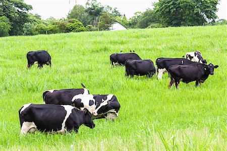 female black cow - Cows black and white on the pasture Stock Photo - Budget Royalty-Free & Subscription, Code: 400-07314022