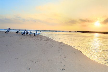 simsearch:400-07314059,k - The pelicans and I watch the sunrise at The Entrance North on the Central Coast, Australia Stockbilder - Microstock & Abonnement, Bildnummer: 400-07314058
