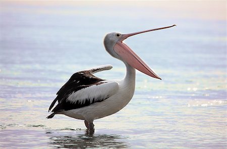 simsearch:400-07314059,k - An Australian pelican, Pelecanus conspicillatus, yawns and stretches wing and then leg, at dawn.  Australian pelican's bills are around 0.5m long. Foto de stock - Super Valor sin royalties y Suscripción, Código: 400-07314059