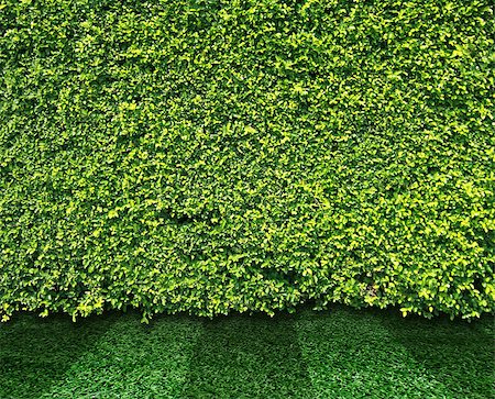 simsearch:400-05118067,k - Green leaves wall and grass for background Stock Photo - Budget Royalty-Free & Subscription, Code: 400-07314135