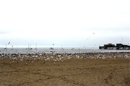 Beach and seagulls on a foggy day at Capitola by the Sea. Stock Photo - Budget Royalty-Free & Subscription, Code: 400-07314426