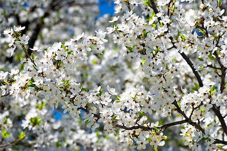 simsearch:400-06743766,k - Spring blossom: branch of a blossoming apple tree on garden background Stock Photo - Budget Royalty-Free & Subscription, Code: 400-07314505