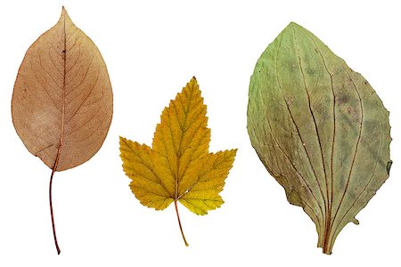 plantain - Leaves of apple, currants and plantain, isolated on white Foto de stock - Super Valor sin royalties y Suscripción, Código: 400-07314553