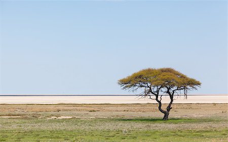 etosha pan - Open field with salt pan in background ; Etosha National Park; Namibia Foto de stock - Royalty-Free Super Valor e Assinatura, Número: 400-07314599