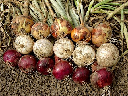 simsearch:652-03635670,k - harvested home grown onion bulbs different varieties Photographie de stock - Aubaine LD & Abonnement, Code: 400-07314899