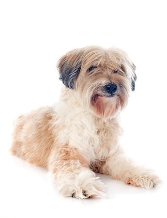 simsearch:400-07303521,k - tibetan terrier in front of white background Foto de stock - Super Valor sin royalties y Suscripción, Código: 400-07314926