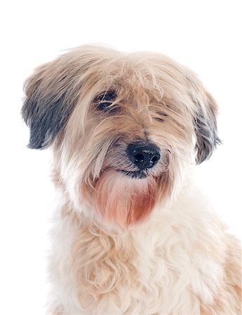 simsearch:400-07303521,k - tibetan terrier in front of white background Foto de stock - Super Valor sin royalties y Suscripción, Código: 400-07314929